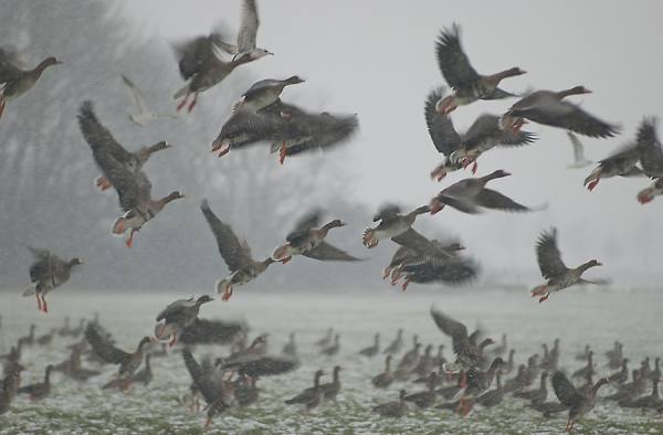 Photograph Tom Kraaijenbrink  Flight Of Geese on One Eyeland